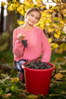 Küçük kız çiftlikten üzüm topluyor.
