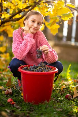 Küçük kız çiftlikten üzüm topluyor.