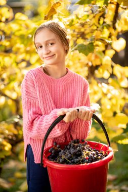 Küçük kız çiftlikten üzüm topluyor.