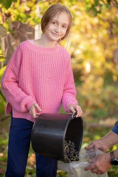 Niña Recogiendo Uvas Granja Fotos De Stock Sin Royalties Gratis