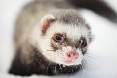 Mustela putorius ulaşırlar