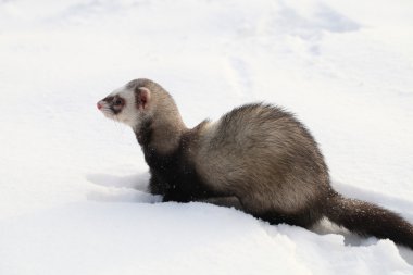 Mustela putorius ulaşırlar