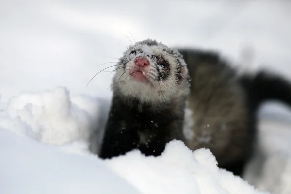 Mustela putorius furo — Foto de Stock