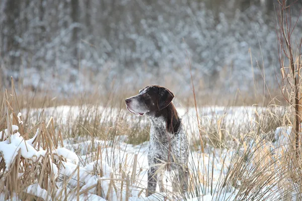 German Shorthair Pointer — Stock Photo, Image