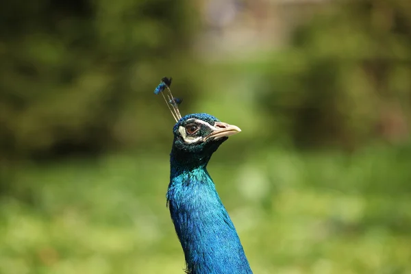 Pavo cristatus — Fotografia de Stock