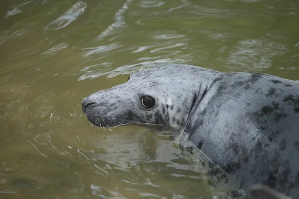 Halichoerus grypus grypus — Stock fotografie