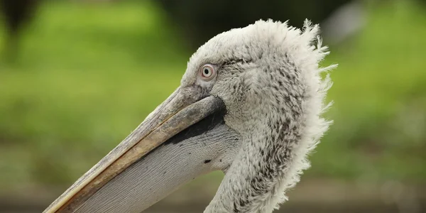 Pelecanus crispus — Fotografia de Stock