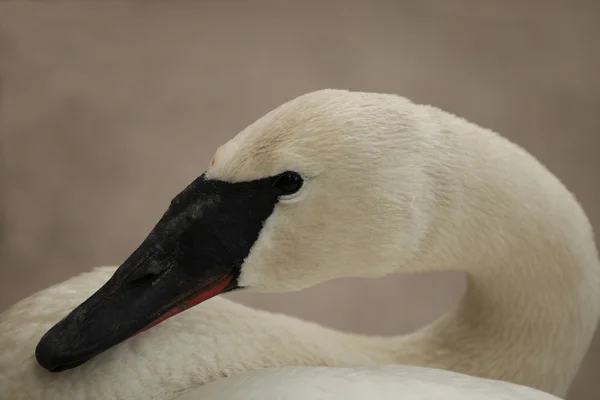 Cygnus buccinator — Fotografia de Stock