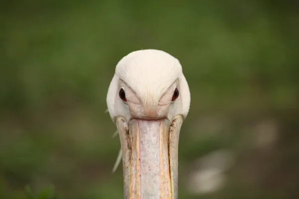 Pelecano onocrotalus — Fotografia de Stock