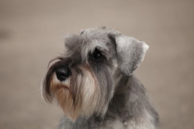 Zwergschnauzer