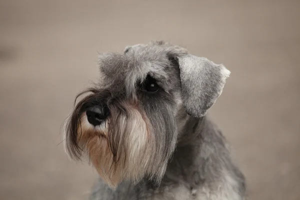 Zwergschnauzer — Zdjęcie stockowe