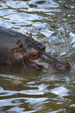 su aygırı amphibius