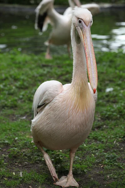 Pelecanus onocrotalus — Stock Photo, Image