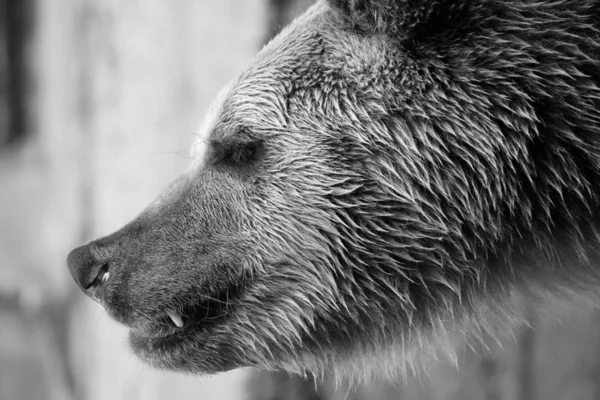 Ursus arctos — Stock Photo, Image