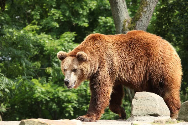 Ursus arctos — Stock Photo, Image