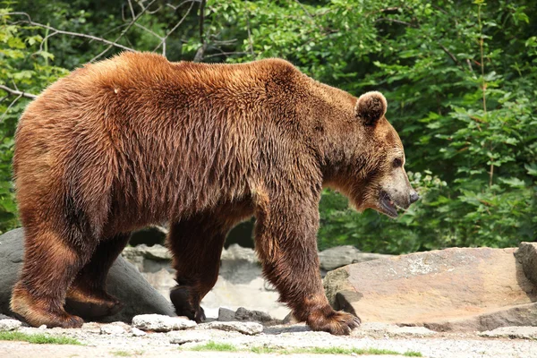 Ursus arctos