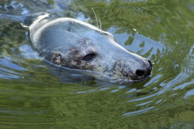 Mühür (Halichoerus grypus grypus)