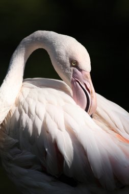Flamingo (Phoenicopterus çevresi)