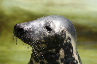 Mühür (Halichoerus grypus grypus)