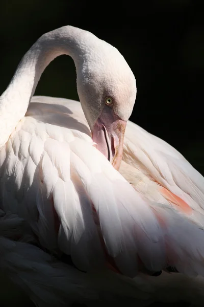 Flamingo (Phoenicopterus roseus) — Stockfoto