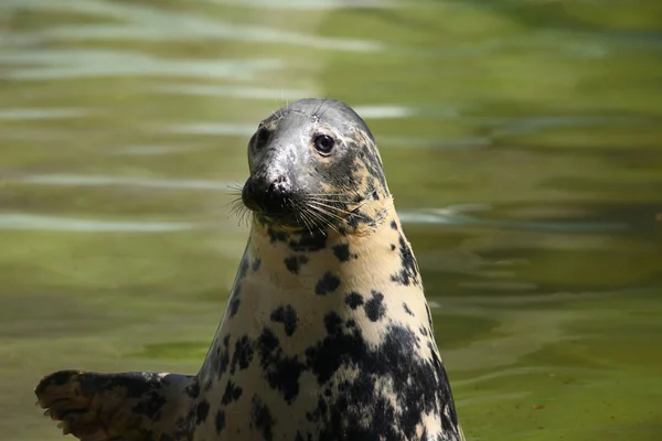 密封 (Halichoerus grypus grypus) — 图库照片