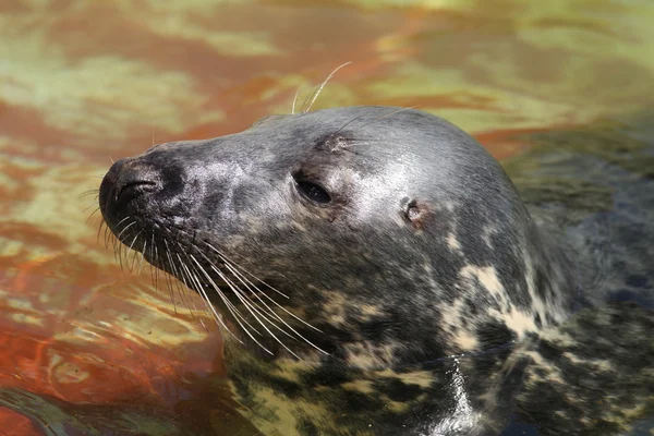 Seal (Halichoerus grypus grypus) — Stock Photo, Image
