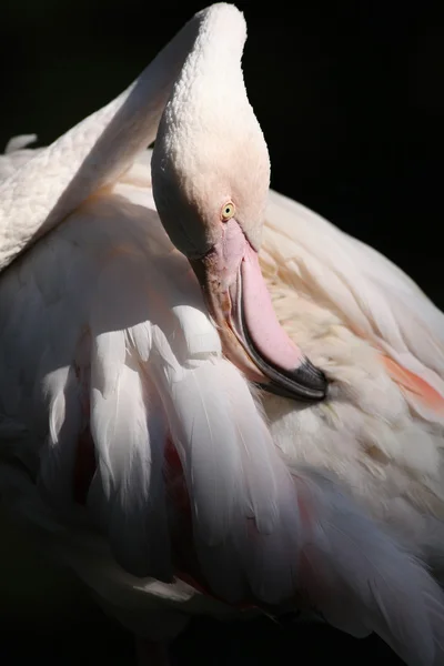 Flamingo (Phoenicopterus roseus) — Stock Photo, Image