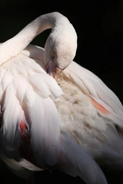 Flamingo (Phoenicopterus roseus) — Fotografia de Stock