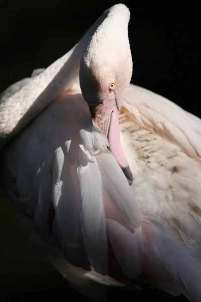 Flamingo (Phoenicopterus roseus) — Fotografia de Stock