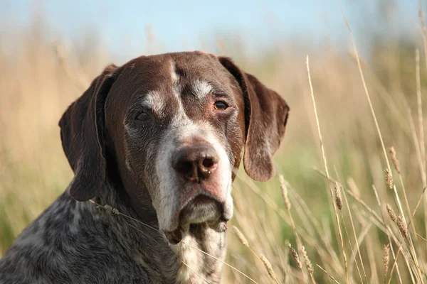 German Shorthaired Pointer — Stock Photo, Image