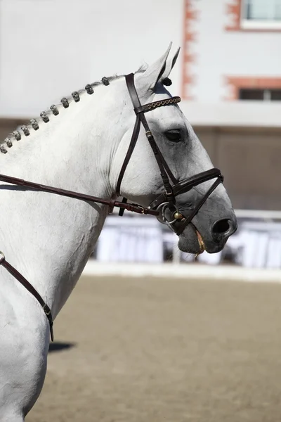 Cavallo Holsteiner — Foto Stock