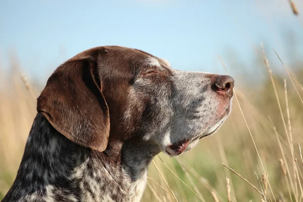 German Shorthaired Pointer — Stock Photo, Image