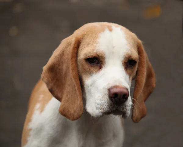 Beagle — Stock Photo, Image