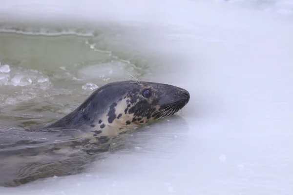 Foca grigia del Baltico — Foto Stock