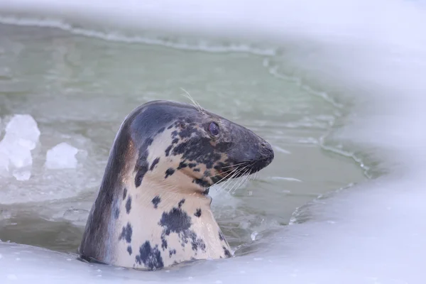 Балтийский серый тюлень — стоковое фото