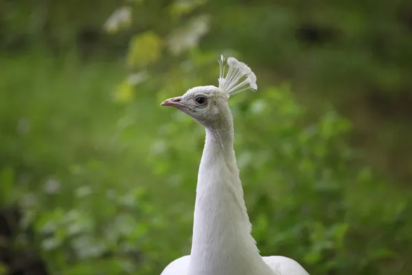 Pavão macho branco (Pavo cristatus ) — Fotografia de Stock