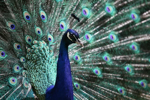 Male peacock (Pavo cristatus) — Stock Photo, Image
