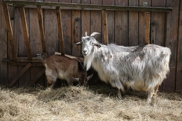 Goat (Capra hircus) — Stock Photo, Image