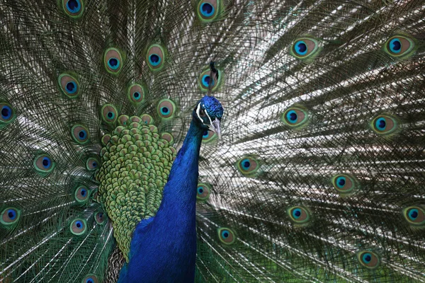 Male peacock (Pavo cristatus) — Stock Photo, Image