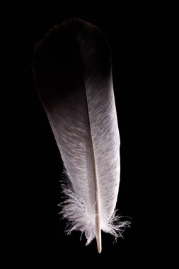 Siyah bir arka planda vahşi bir güvercin olan Columba Livia Houstica