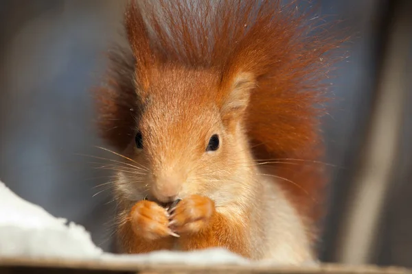Beautiful Fluffy Red Squirrel Sciurus Vulgaris Winter Forest — Stock Photo, Image
