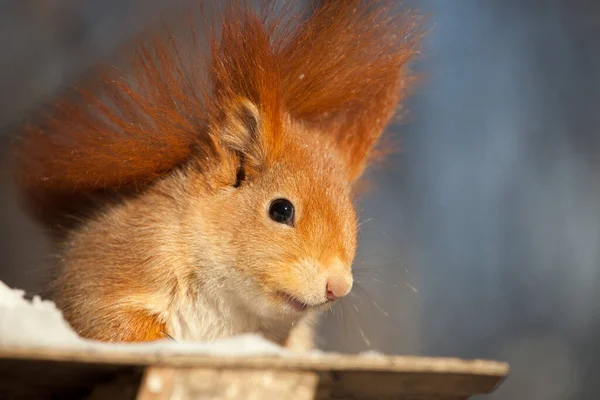 Beautiful Fluffy Red Squirrel Sciurus Vulgaris Winter Forest — Stock Photo, Image