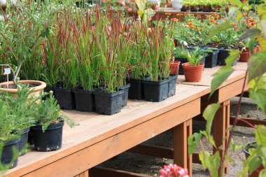 Büyüyen çiçekler tencere