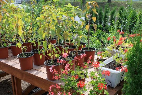 Growing flowers in pots — Stock Photo, Image