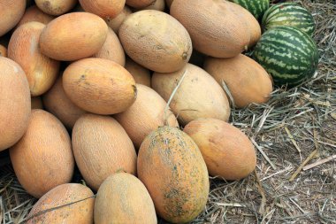 olgunlaşmış kavun