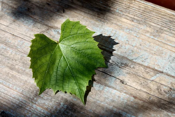 Piękny liść winogronowy — Zdjęcie stockowe