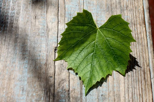 Beautiful grape leaf — Stock Photo, Image