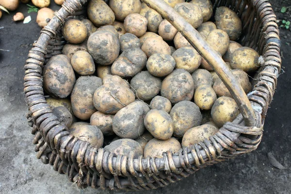 Potato harvest — Stock Photo, Image