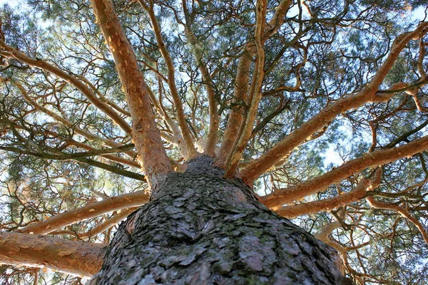 Big tree — Stock Photo, Image