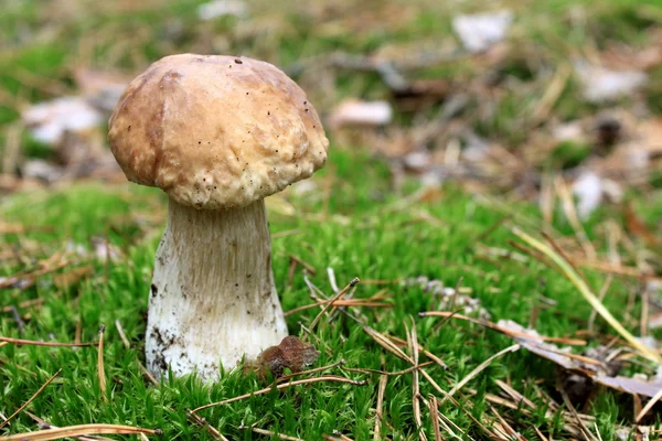 Belo cogumelo na floresta de outono — Fotografia de Stock